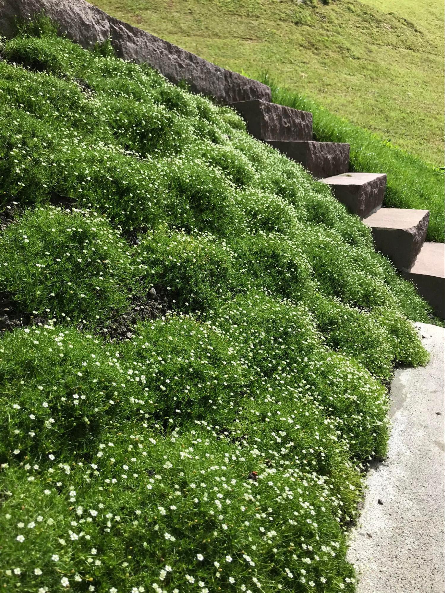 Vorgarten Bild 1